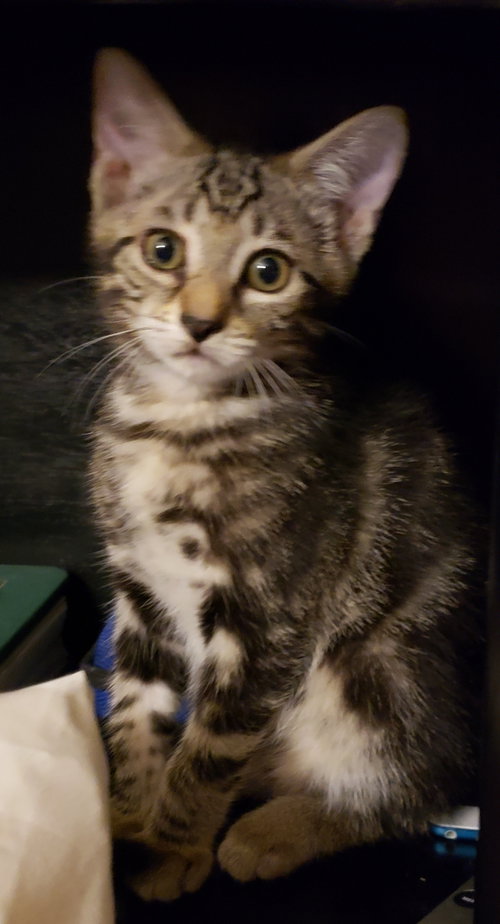 Silas