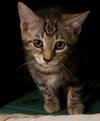 Simon