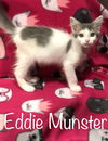 Eddie Munster