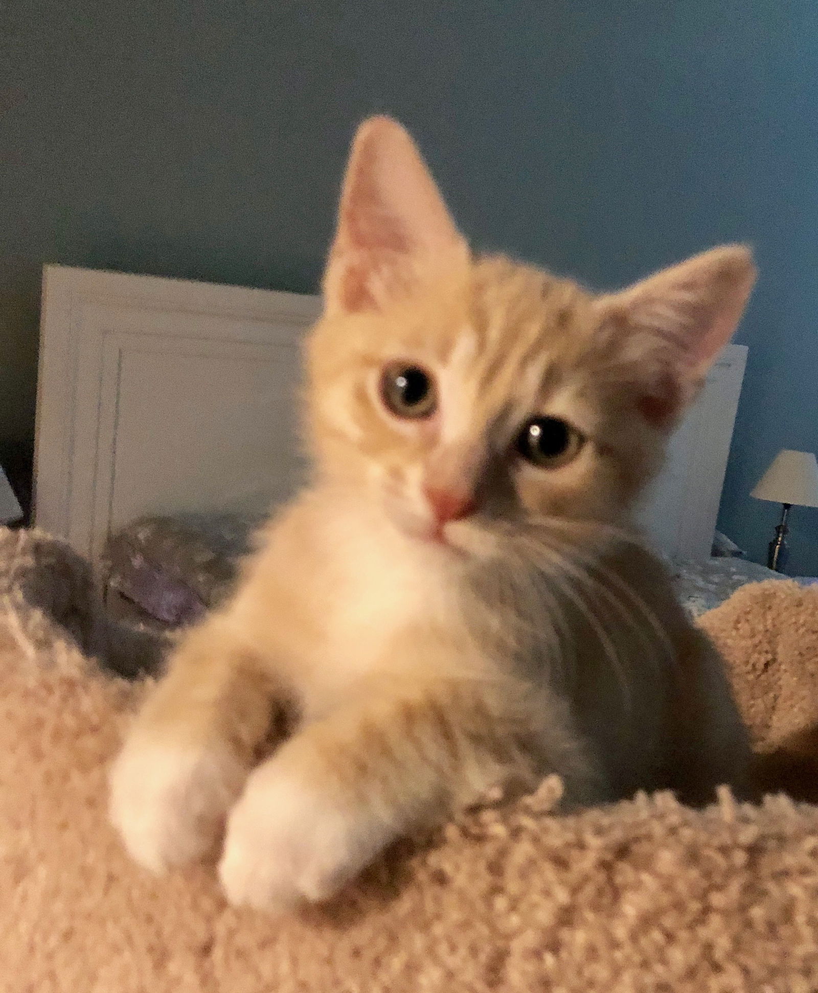 Baby orange tabby sales cat