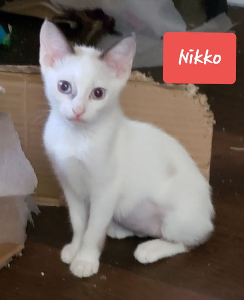 Nikko the Sweet Manx Kitten