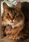 Gizmo the Maine Coon Mix