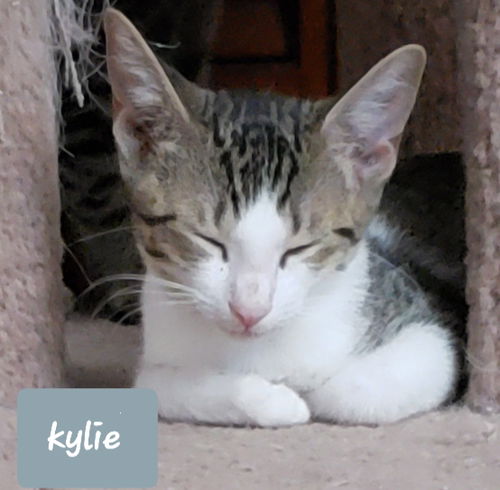 Kylie