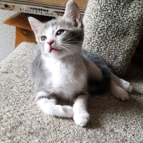 Sawyer