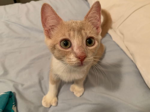 Lucas