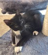Stella the Sweet Tuxedo