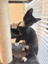 Stella the Sweet Tuxedo