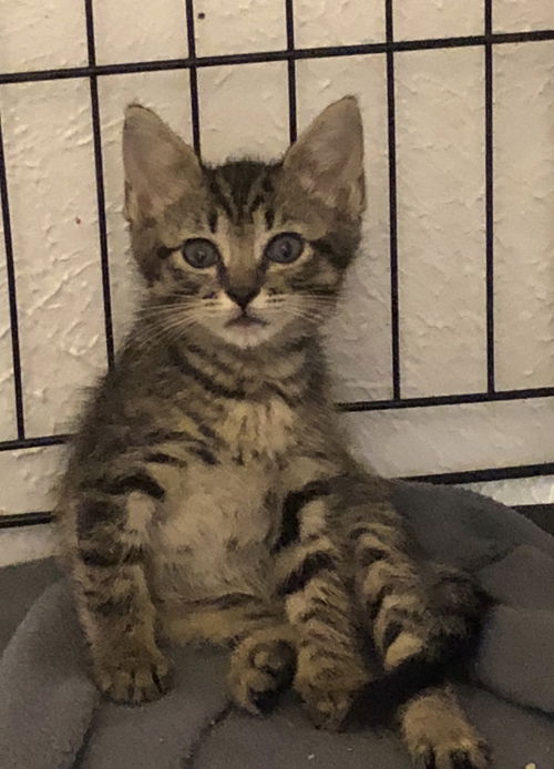Bella
