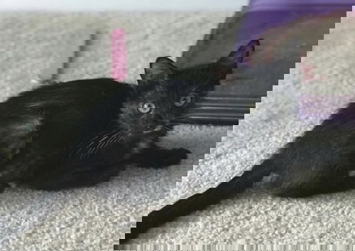 Basil
