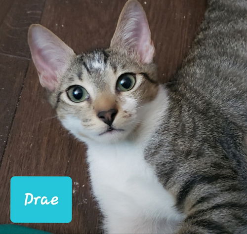 Drae