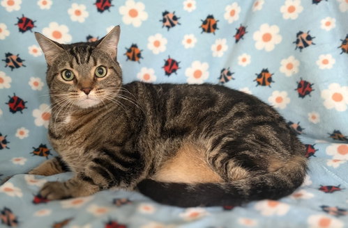 Tiger the Handsome Tabby