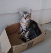 Tiger the Handsome Tabby
