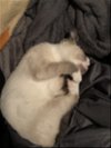 Indigo the Siamese Kitten