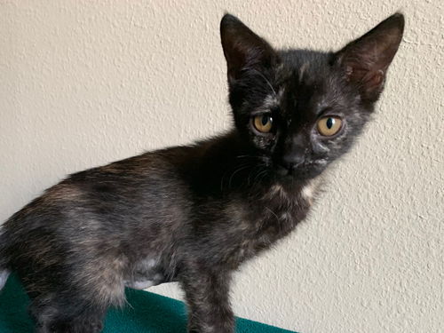 Elphie the Sweet Tortie Kitten