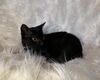 Pepper the lovely black kitten