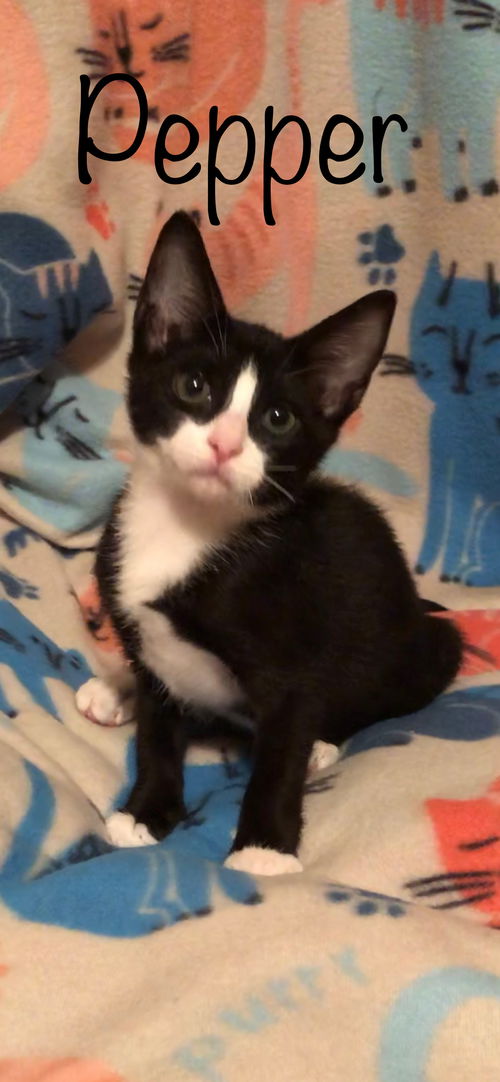 Pepper