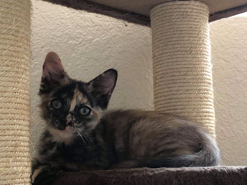 Peanut