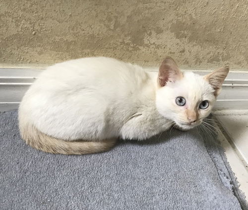 Prija the Flamepoint Siamese Kitten