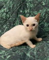 Prija the Flamepoint Siamese Kitten