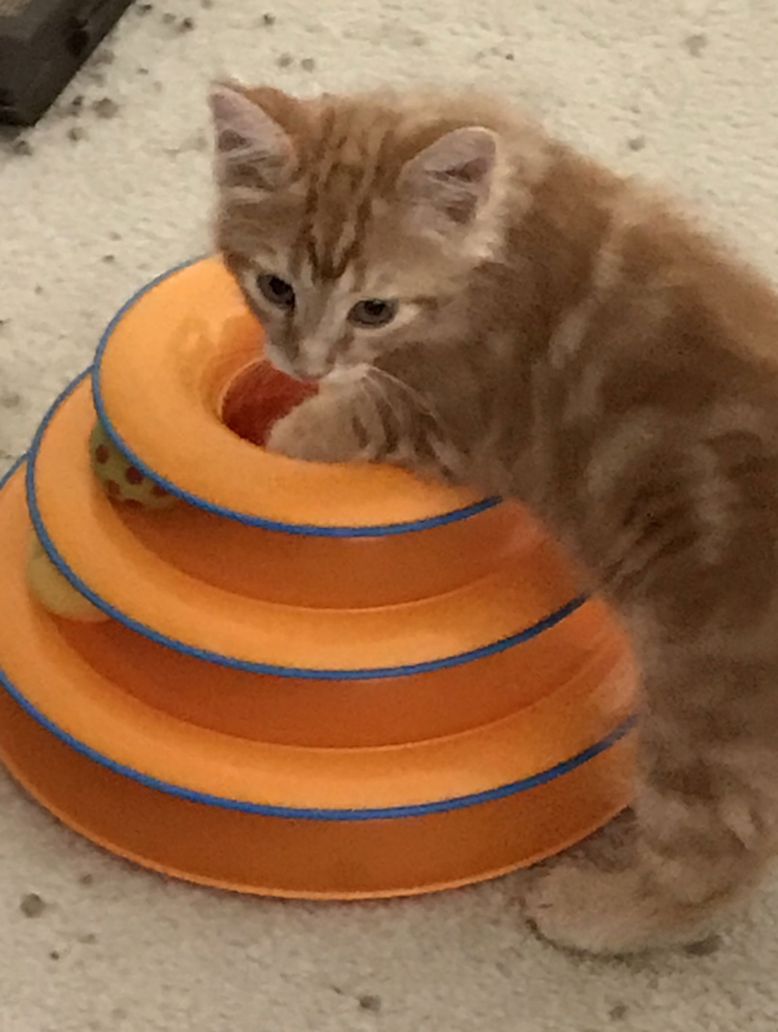 Orange longhair sale kitten