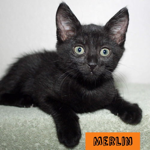 Merlin