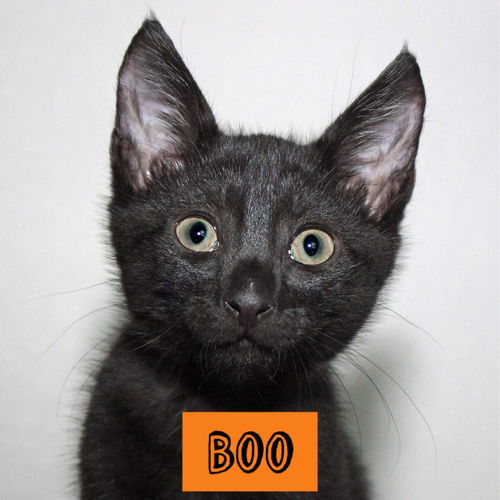 Boo