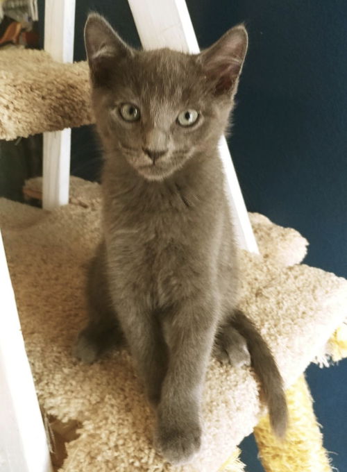 Percy