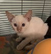 Leo the Flame Point Siamese