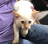 Leo the Flame Point Siamese