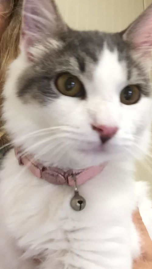 LuLu the Lovely Girl