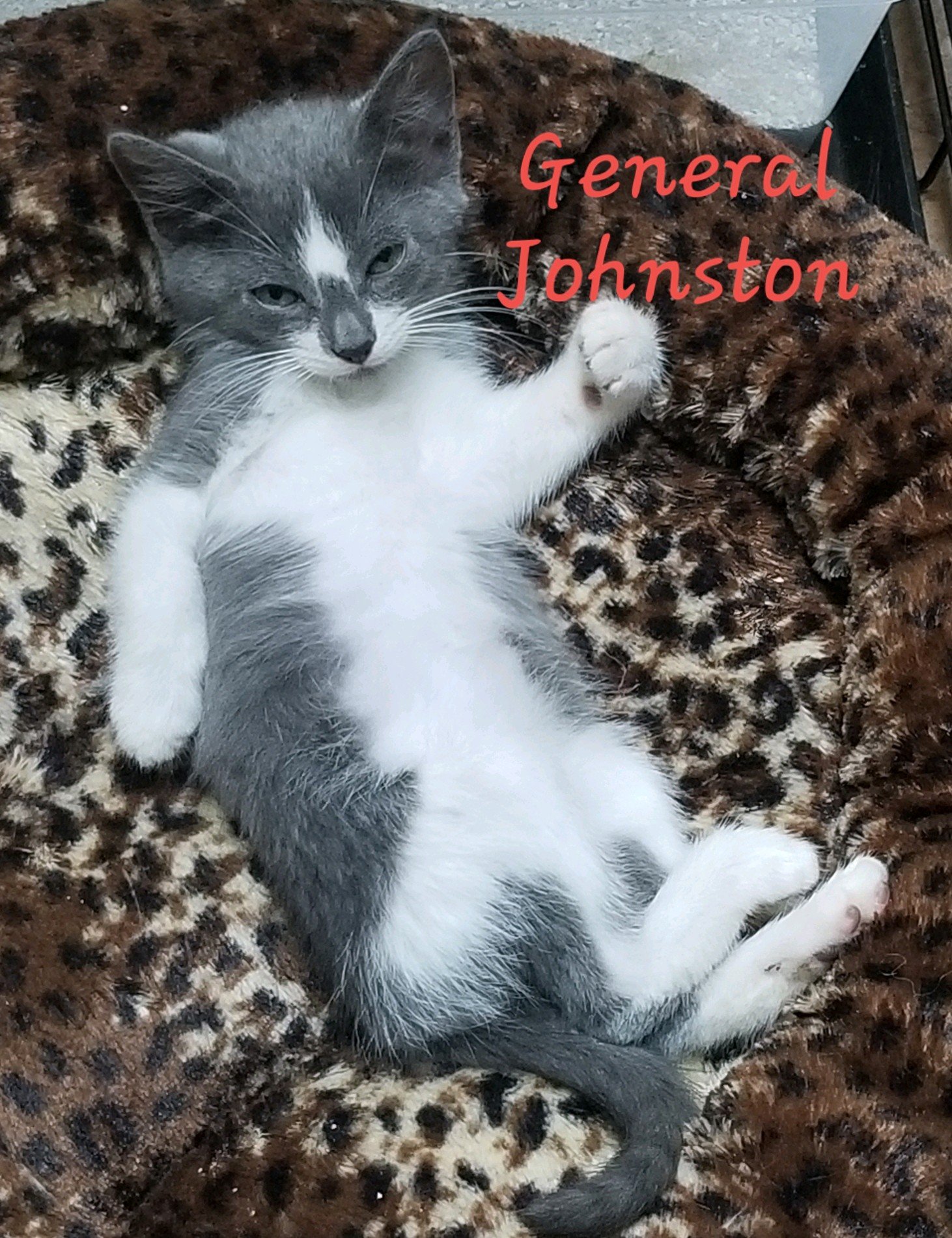 adoptable Cat in Oviedo, FL named General Johnston