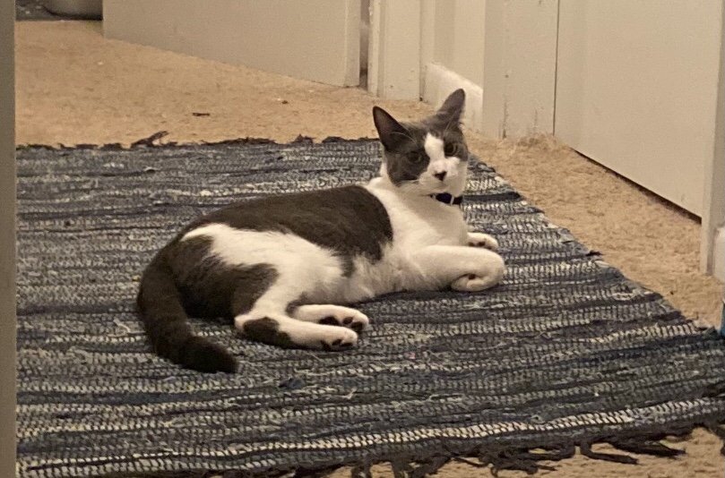 adoptable Cat in Oviedo, FL named General S. Jackson