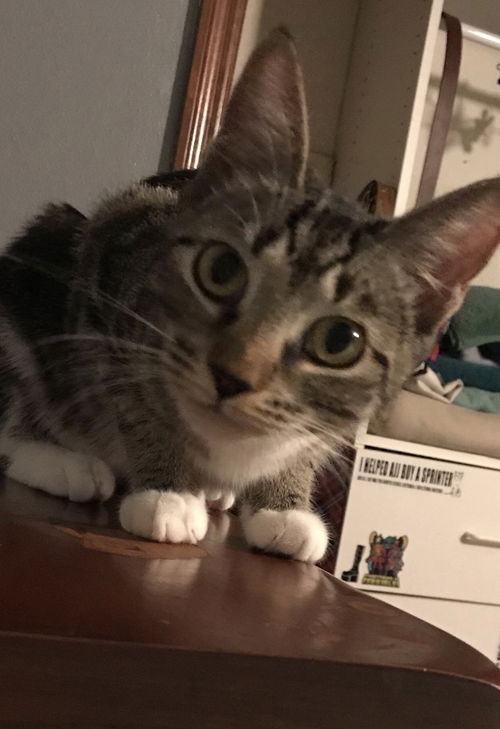 Tortie