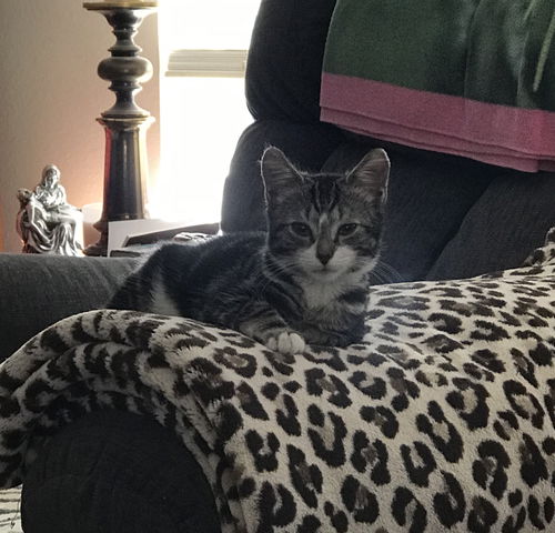 Moses the Loving Kitten