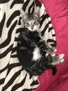 Moses the Loving Kitten