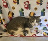 Crystal the Gorgeous Baby Girl