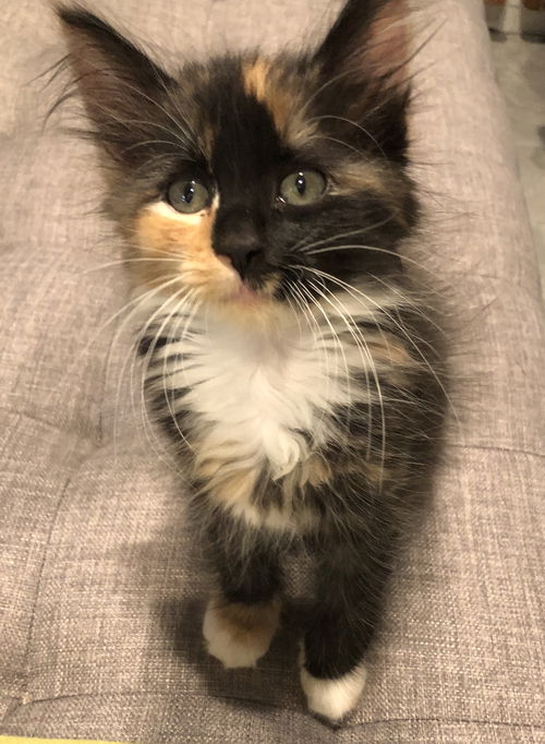 Clementine