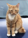 Sir Jeffrey