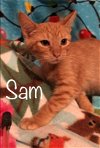 Sam the Red Orange Kitten