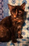 Piper the sweet tortie
