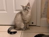 Gem the Lynxpoint Siamese