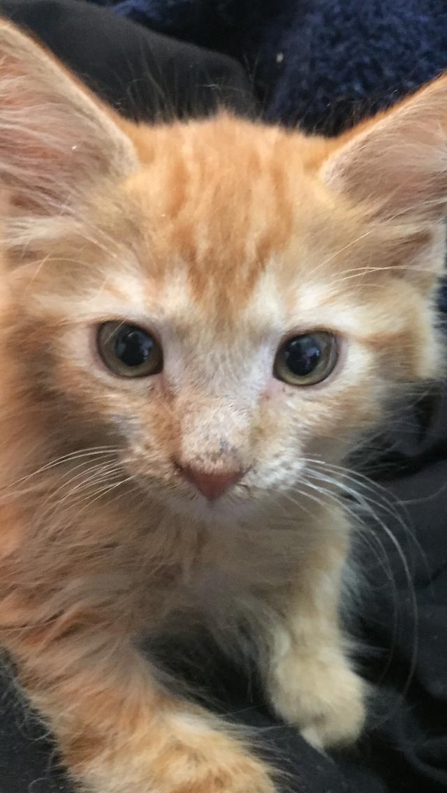 Adopt Stefan The Orange Kitten From Cats-Can Inc In Oviedo Fl!