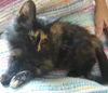 Sweet Pea the Tortie Kitten