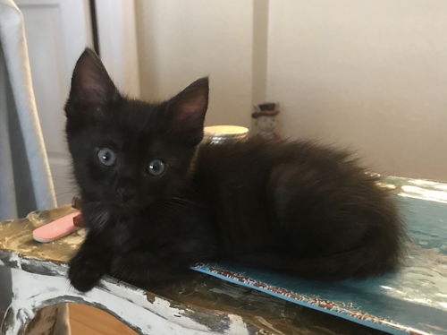 Jet
