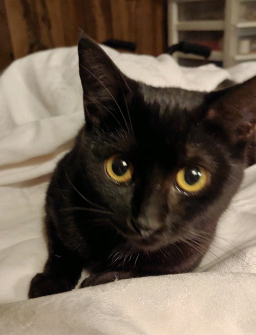 Black Beauty the Sweet Kitten
