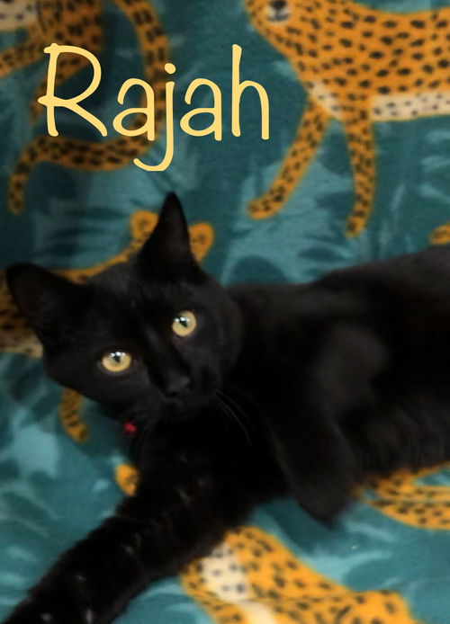 Rajah