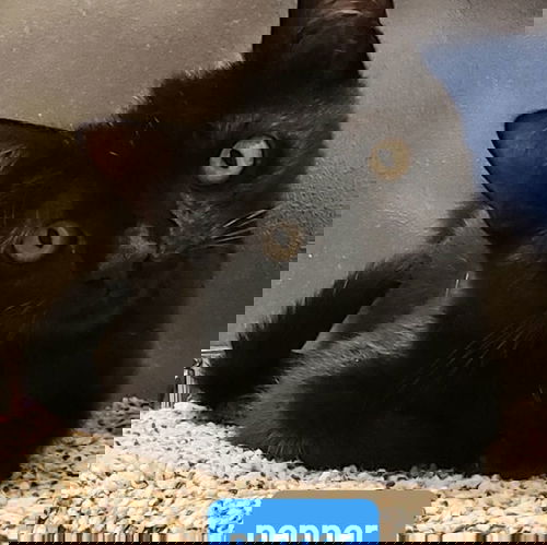Pepper