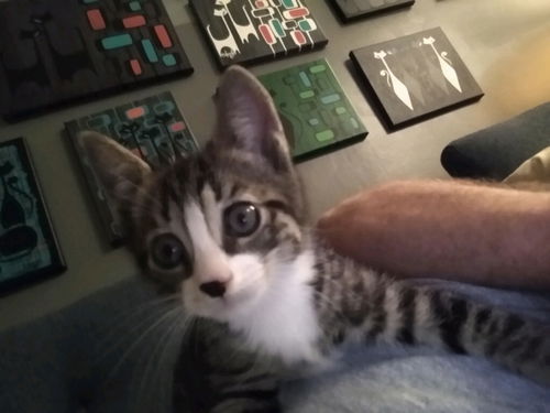 Elmer