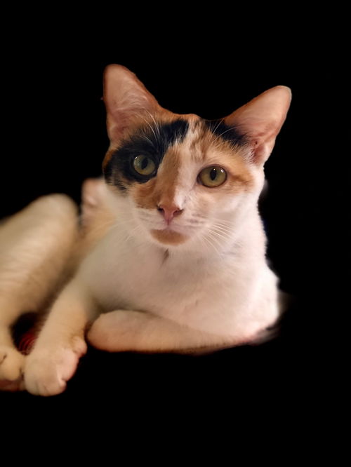 Peaches