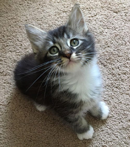 Bella